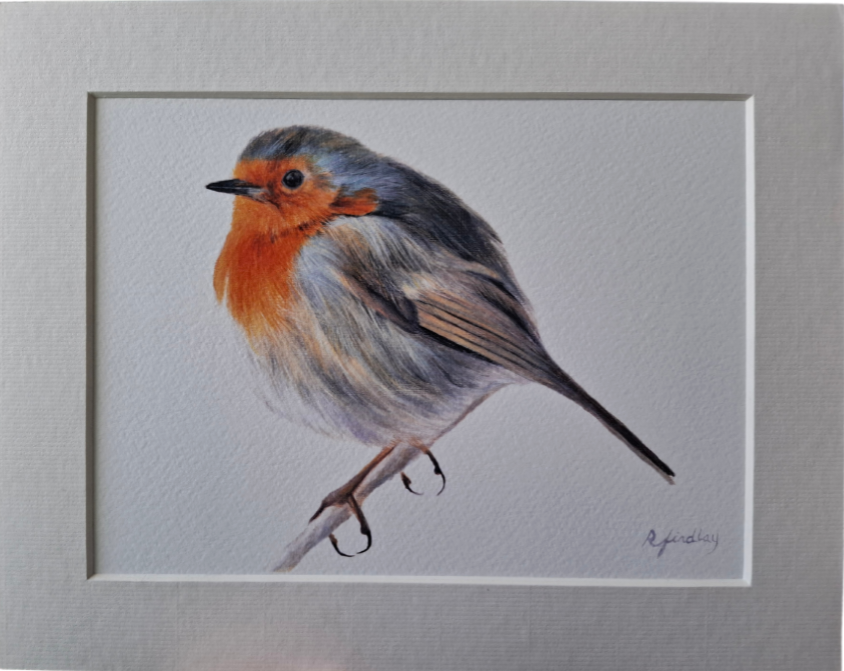 Robin, Fine art print, Mounted
