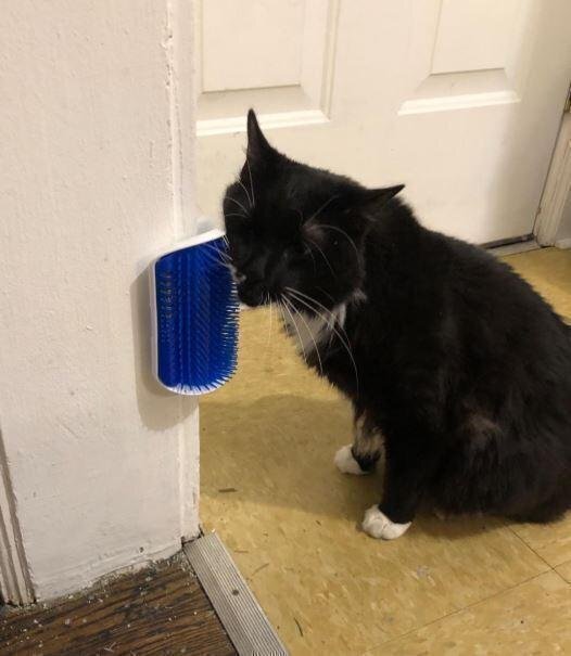 Cat feeder
