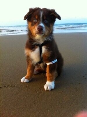 Recette JUNIOR PUPPY LARGE CANARD CURCUMA 20KG