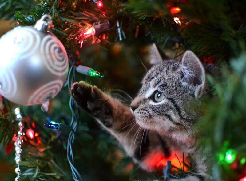 BOX DE NOËL  20 EUROS  CHAT