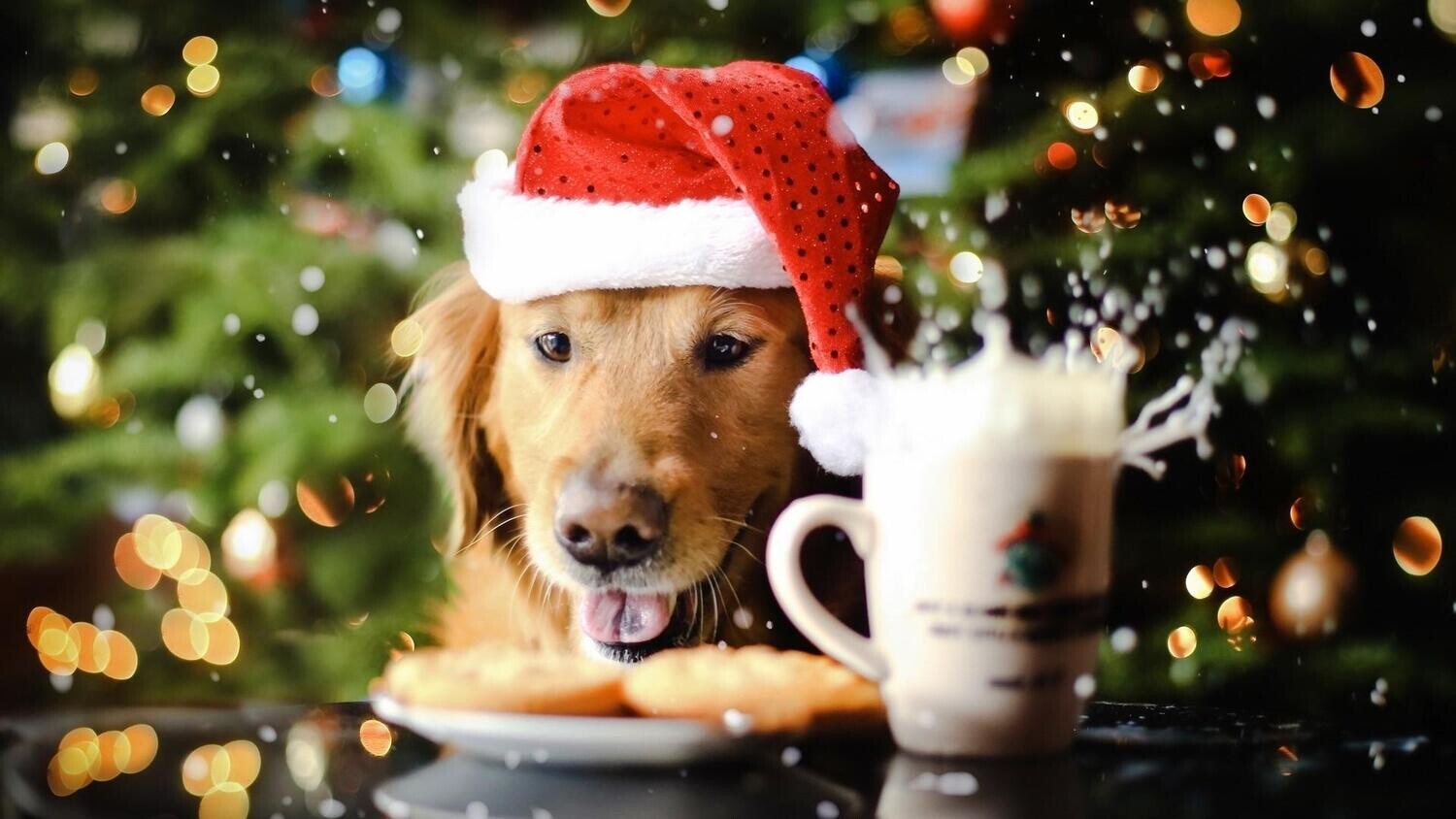 BOX DE NOËL CHIEN 80 EUROS