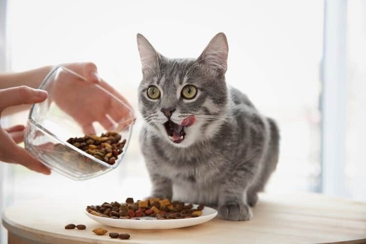 WILD CHAT POULET  SANS CEREALES 2.5KG