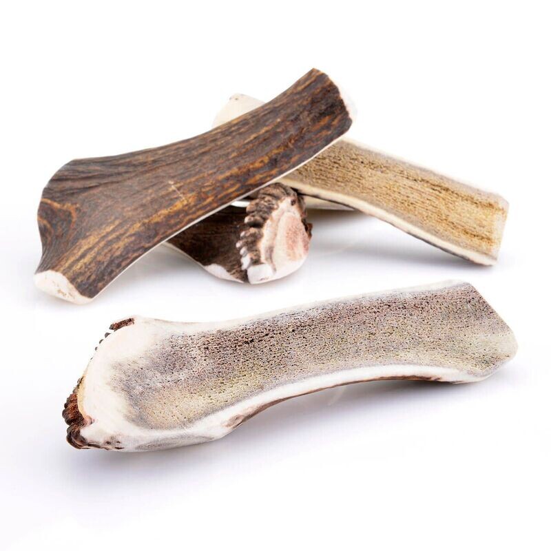 BOIS DE CERF ENTIER - TAILLE XL DE 120 A 200G