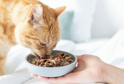 RECETTE BOITES ET SACHETS FRAICHEUR CHAT