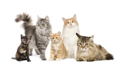 RECETTE CHAT SANS CEREALES WILD