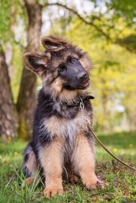 Recette PUPPY POULET/AGNEAU 2.5KG