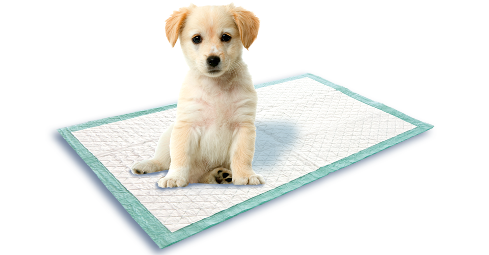 SET EDUCATION DOG