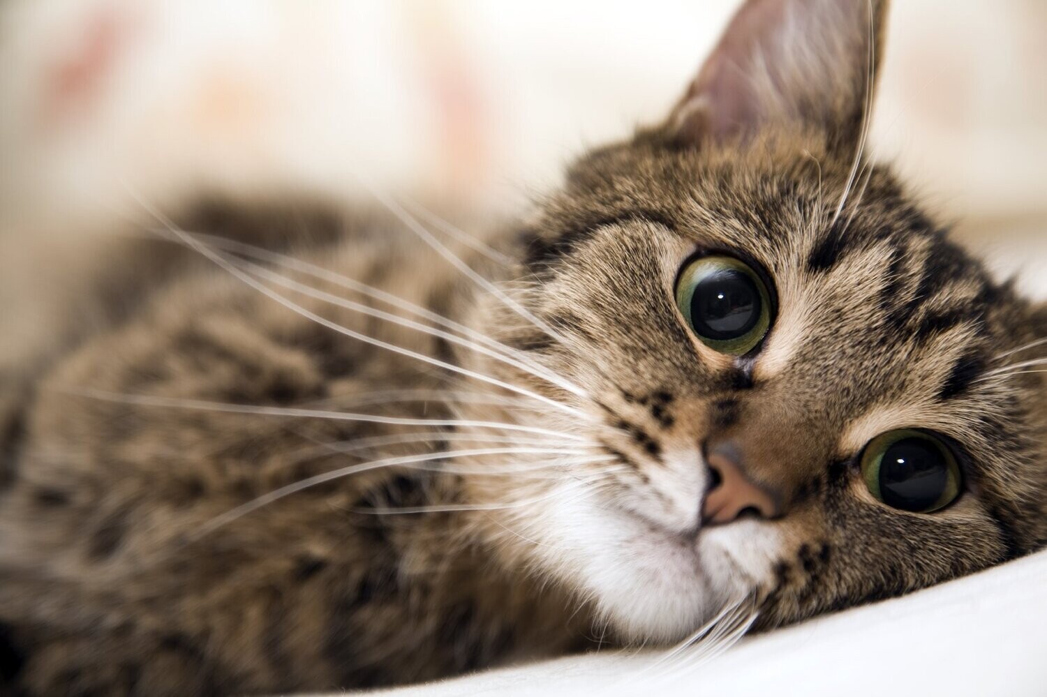 RECETTE Chat Stérilisé Castré 10KG