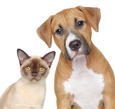 ANTIPARASITAIRE CHAT ET CHIEN