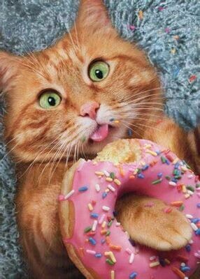 BISCUITS POUR CHAT FABRICATION FRANCAISE