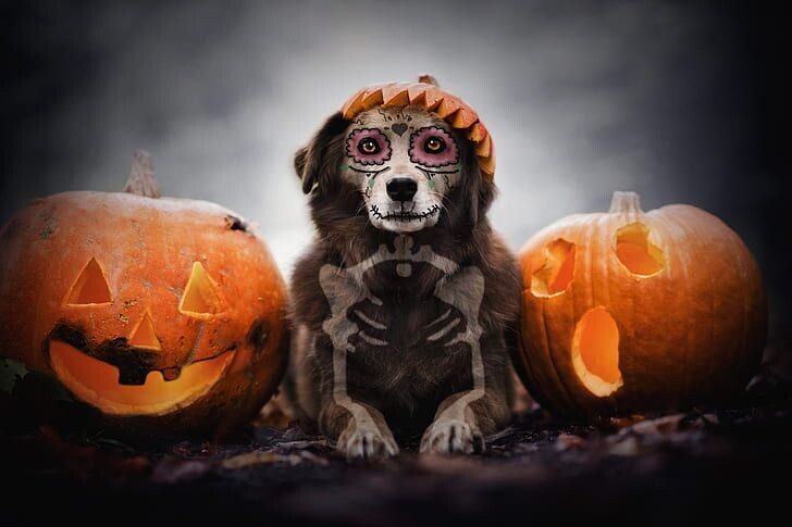 LOT FRIANDISES CHIEN MEDIUM HALLOWEEN 2KG+ CADEAU