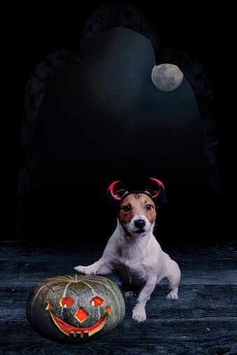 LOT FRIANDISES CHIEN MINI HALLOWEEN 2KG+ CADEAU