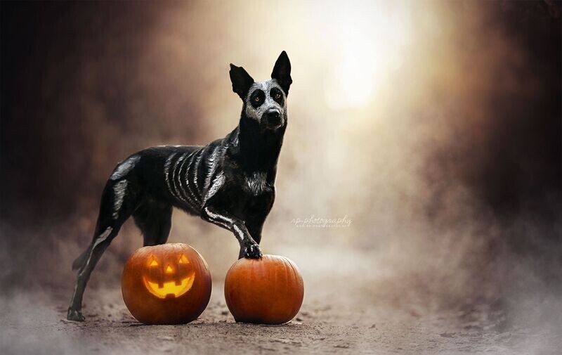 LOT FRIANDISES CHIEN LARGE HALLOWEEN 500GR+ CADEAU