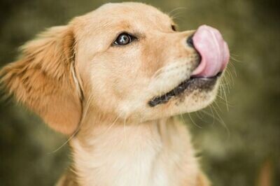 RECETTES CHIOT