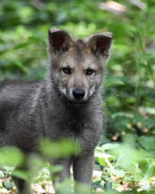 RECETTES ALIMENTATIONS WILD CHIOTS SANS CÉRÉALES
