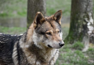 RECETTES WILD ADULTE SANS CÉRÉALES