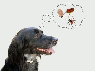ANTIPARASITAIRE CHIEN