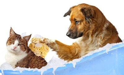 SHAMPOING ET PRODUITS  D'HYGIENE POUR CHIEN