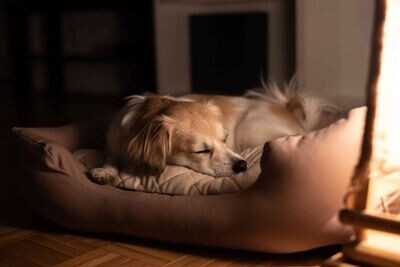 Panier, coussin & couchage pour chien