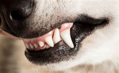POUR LES DENTS