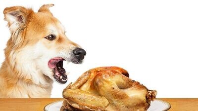 RECETTES ADULTE POULET/AGNEAU