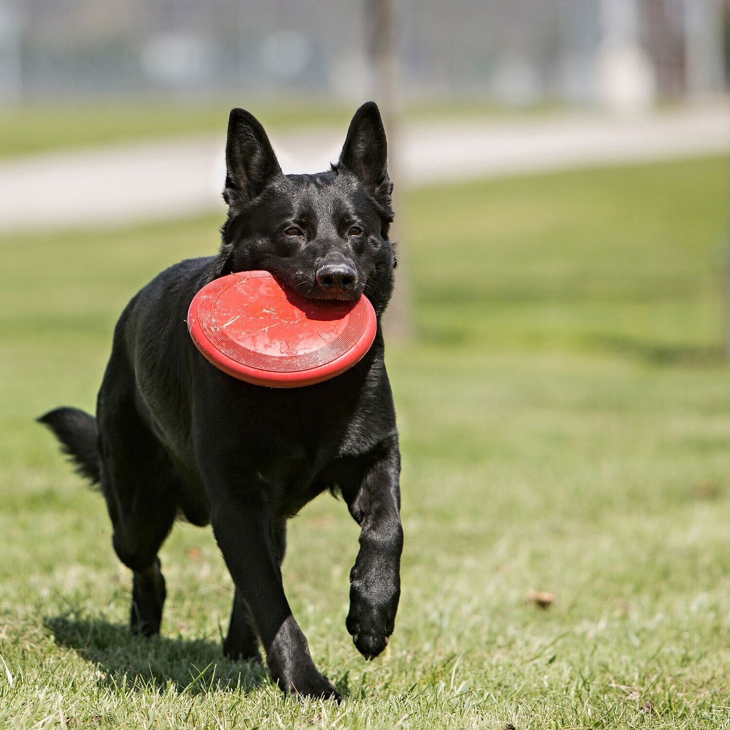 KONG® JOUET FLYER ROUGE FRISBEE