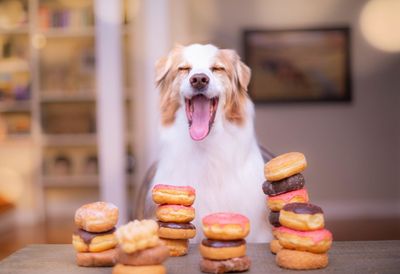 DONUTS POUR CHIEN