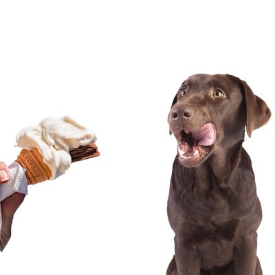 CRÈME GLACÉE  POUR CHIEN