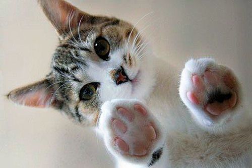 SOUPE POUR CHAT CANARD