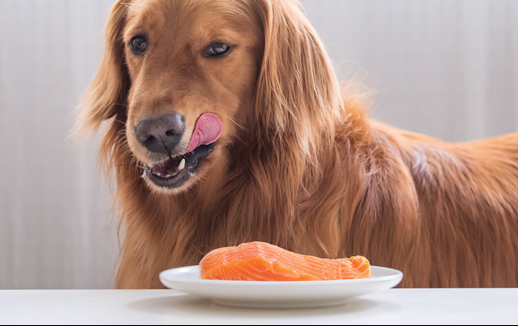 ?? Coffrets Découverte aux Poissons pour Chiens