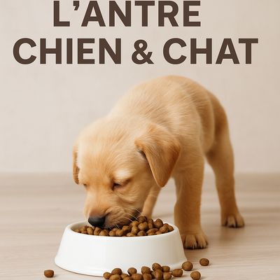 RECETTES CHIOT