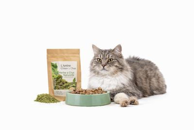 CROQUETTE & HUMIDE POUR CHAT