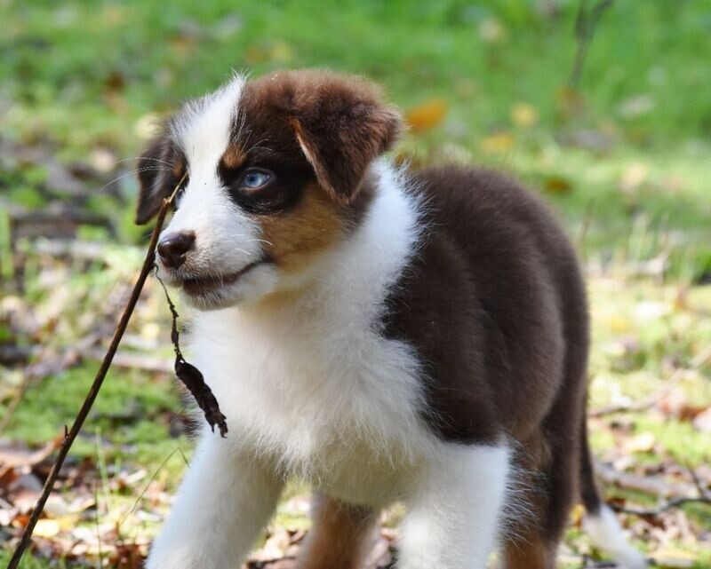 Recette CHIOT CANARD CURCUMA 20kg