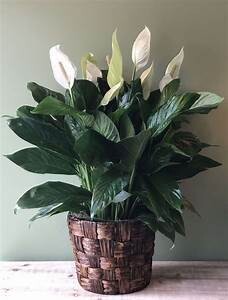Peace Lily