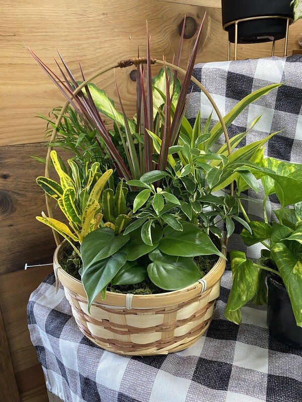 Dish Garden