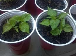 Baby Chilli Plants