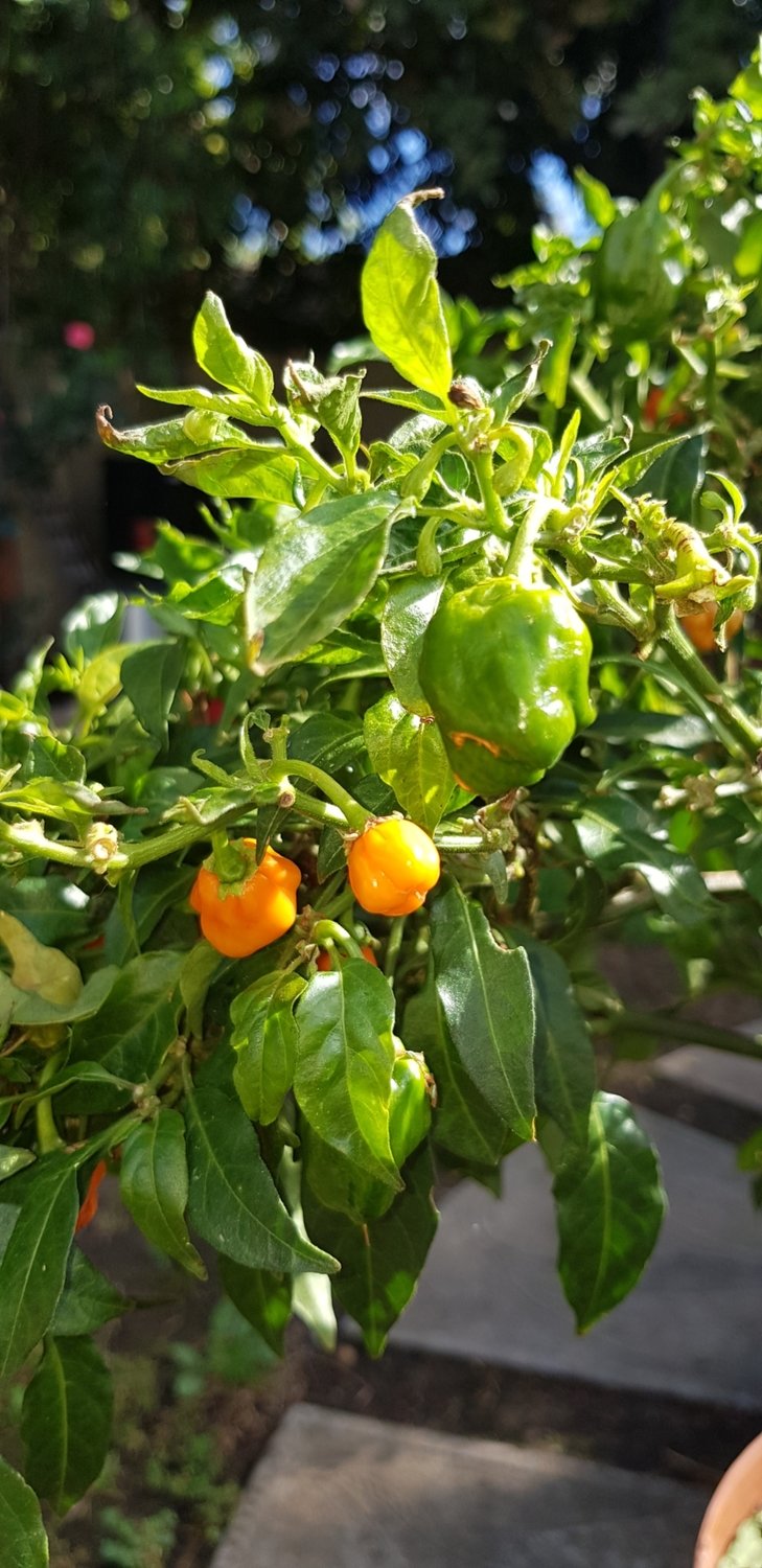 Orange Habanero - 10 seeds