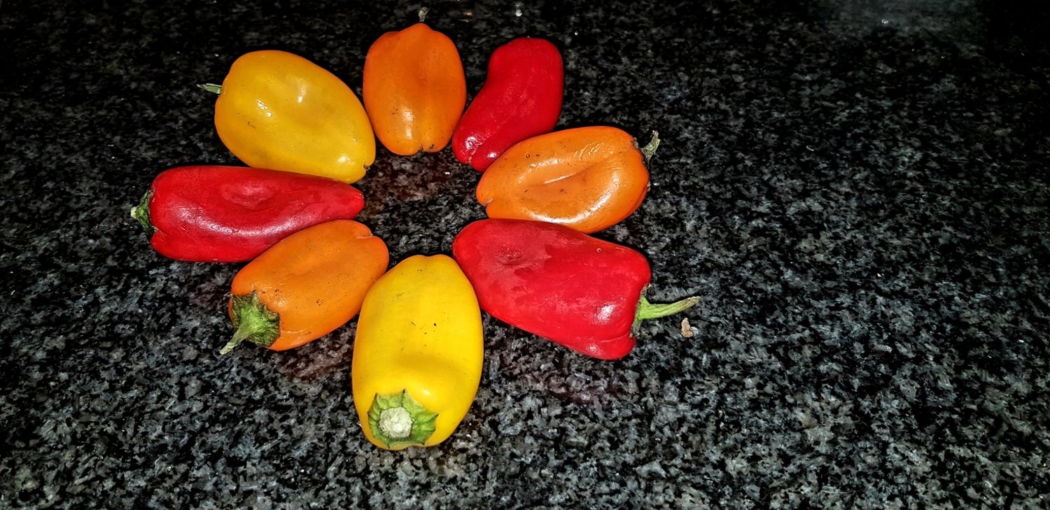 Mixed Baby Sweet Peppers - 20 Seeds