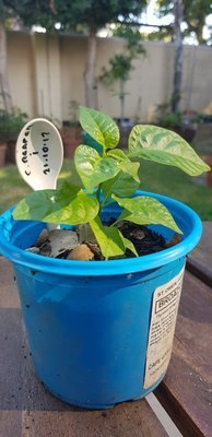 Carolina Reaper small plant