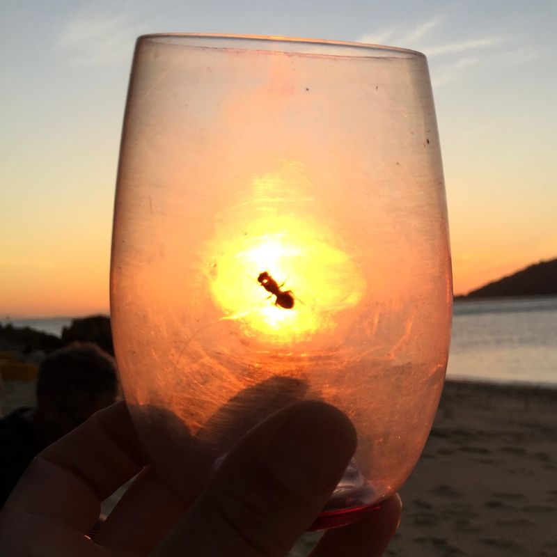 INTO THE SUNSET