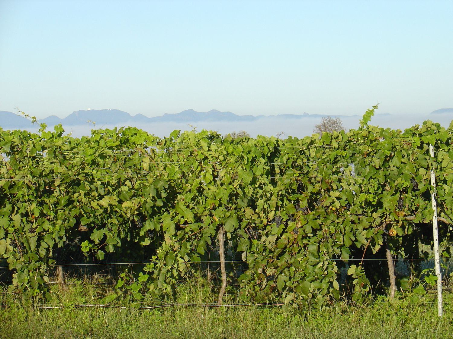 The BUSINESS of Shiraz