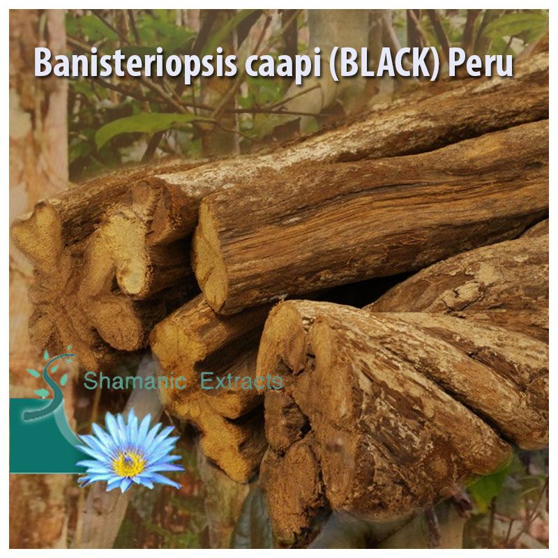 Banisteriopsis caapi (BLACK) Whole Vine From Peru