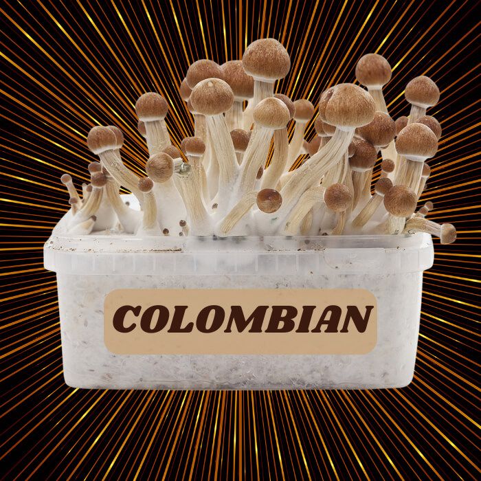 Complete 100% Mycelium Mushroom Cultivation Kit Colombian