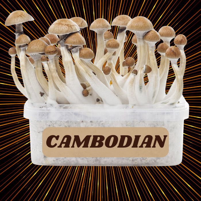 Complete 100% Mycelium Mushroom Cultivation Kit Cambodian