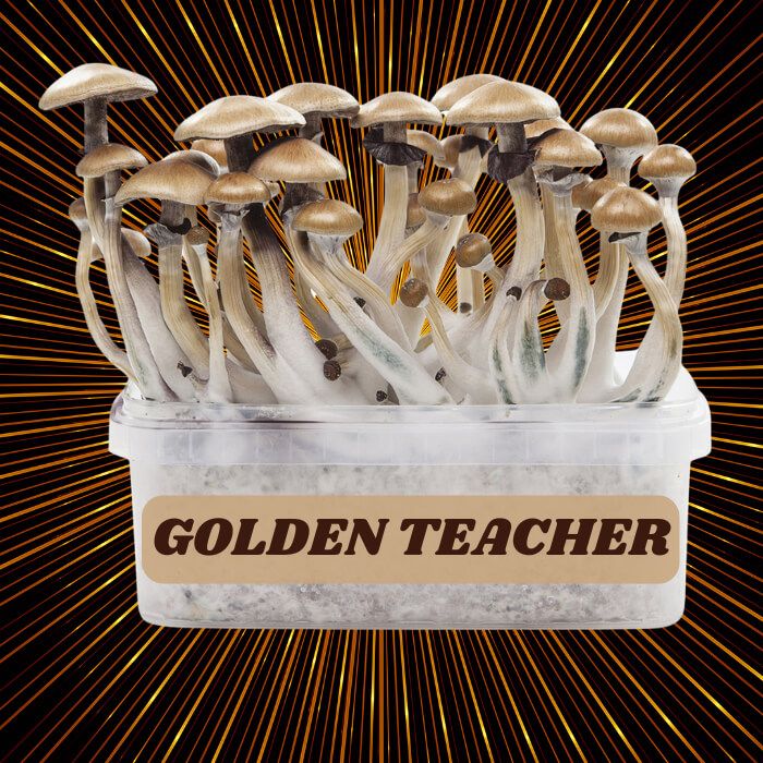 Complete 100% Mycelium Mushroom Cultivation Kit Golden Teacher