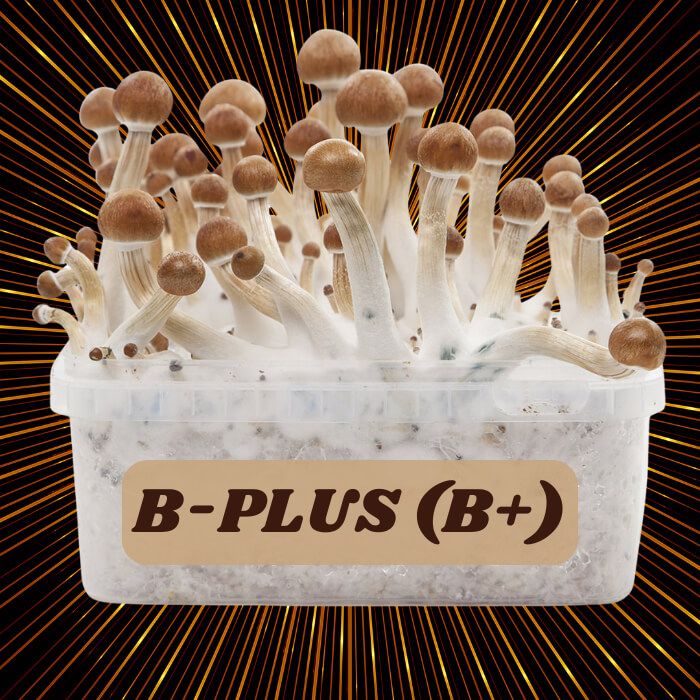Complete 100% Mycelium Mushroom Cultivation Kit B+