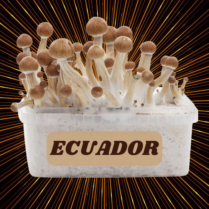 Complete 100% Mycelium Mushroom Cultivation Kit Ecuador
