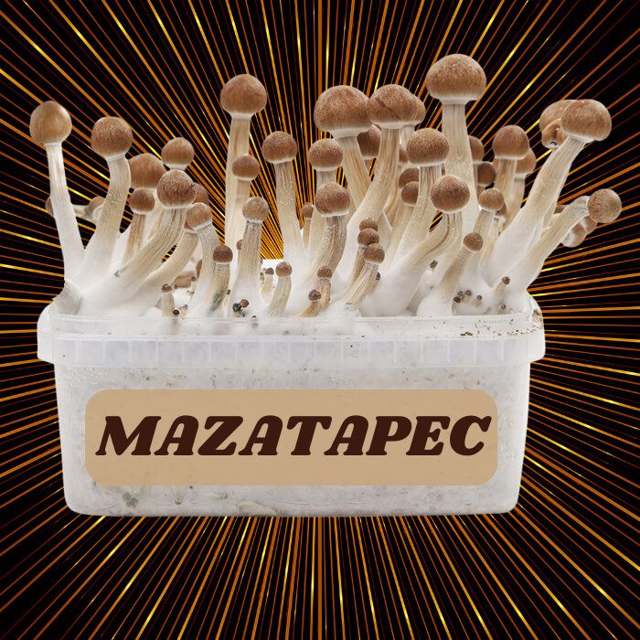 Complete 100% Mycelium Mushroom Cultivation Kit Mazatapec