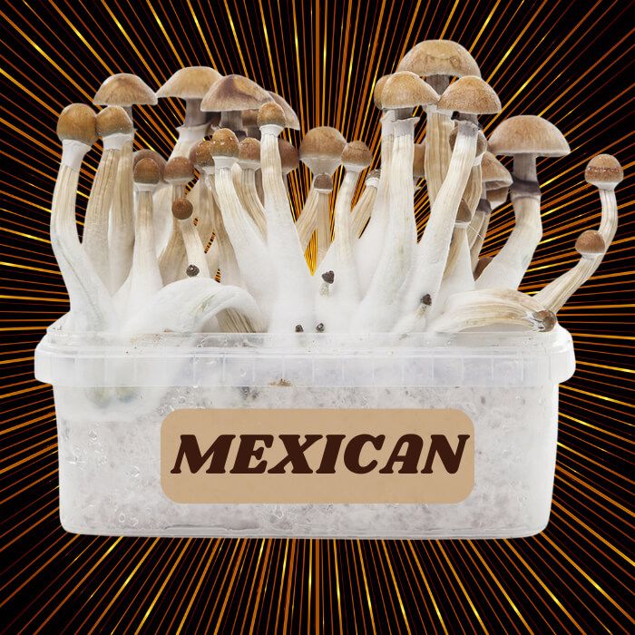 Complete 100% Mycelium Mushroom Cultivation Kit Mexican
