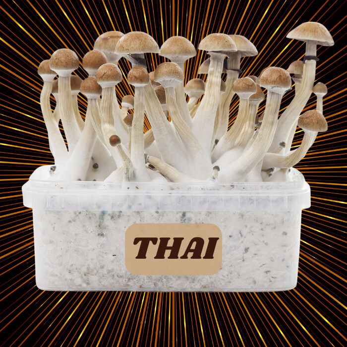 Complete 100% Mycelium Mushroom Cultivation Kit Thai
